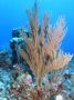 AmbergrisCaye05 - 101